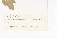 多花碎米薺藏品圖，第3張
