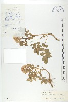 紫花碎米薺藏品圖，第1張