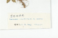 紫花碎米薺藏品圖，第3張