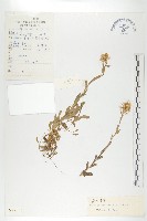 多葉葶藶藏品圖，第1張