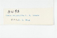 多葉葶藶藏品圖，第3張