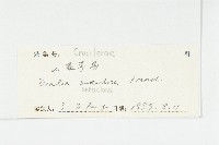 山菜葶藶藏品圖，第3張