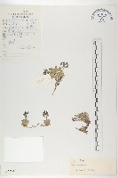 高山葶藶藏品圖，第1張