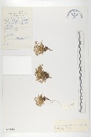 矮喜山葶藶藏品圖，第1張