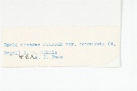 矮喜山葶藶藏品圖，第3張