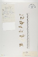 匍匐葶藶藏品圖，第1張