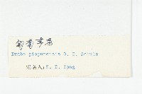 匍匐葶藶藏品圖，第3張