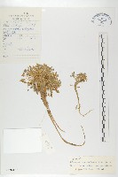 單花芥藏品圖，第1張