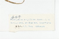 單花芥藏品圖，第3張