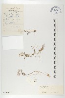 寬翅彎蕊芥藏品圖，第1張