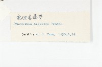 寬翅彎蕊芥藏品圖，第3張