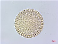 橙黃瑞香藏品圖，第1張