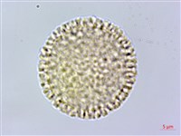 橙黃瑞香藏品圖，第2張