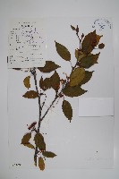 高山樺藏品圖，第1張