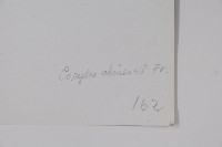 華榛藏品圖，第2張