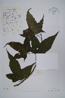 元寶楓, 地錦槭藏品圖，第1張