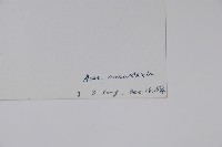 元寶楓, 地錦槭藏品圖，第2張