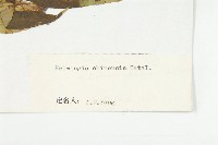 中華青莢葉藏品圖，第3張