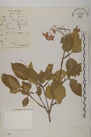 登錄號:S022117藏品圖，第1張