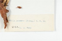 壯健紅景天藏品圖，第3張