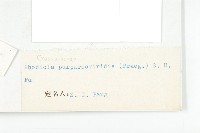 紫綠紅景天藏品圖，第3張