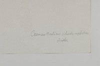 紅頭垂頭菊藏品圖，第3張