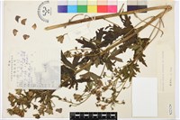 擬康定烏頭藏品圖，第1張