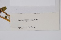耳葉鳳仙花藏品圖，第2張