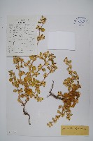 刺莧藏品圖，第1張