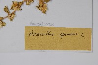 刺莧藏品圖，第2張