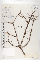 雲南沙棘藏品圖，第1張