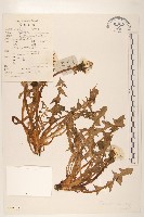 川藏蒲公英藏品圖，第1張