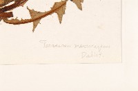 川藏蒲公英藏品圖，第3張