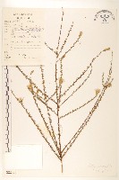 登錄號:S022137藏品圖，第1張