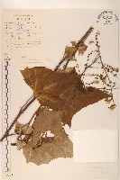 異葉蒿苣藏品圖，第1張