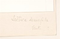 異葉蒿苣藏品圖，第3張