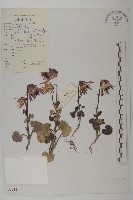 紅頭垂頭菊藏品圖，第1張