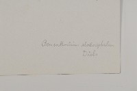 紅頭垂頭菊藏品圖，第3張