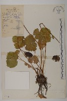 鐘花垂頭菊藏品圖，第1張