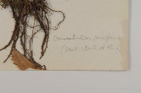 鐘花垂頭菊藏品圖，第3張