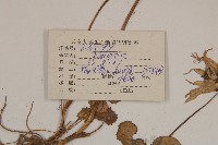 喜馬拉雅垂頭菊藏品圖，第2張