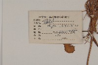 喜馬拉雅垂頭菊藏品圖，第2張