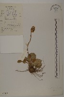 登錄號:S022147藏品圖，第1張