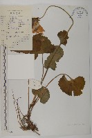 登錄號:S022149藏品圖，第1張