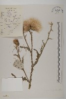 總狀薊藏品圖，第1張