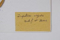 光銳鳳仙花藏品圖，第2張