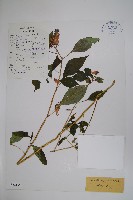 登錄號:S022154藏品圖，第1張