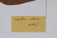 白花鳳仙花藏品圖，第2張