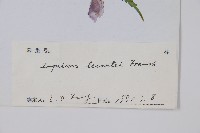 滇西北鳳仙花藏品圖，第2張