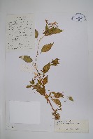 直角鳳仙花藏品圖，第1張